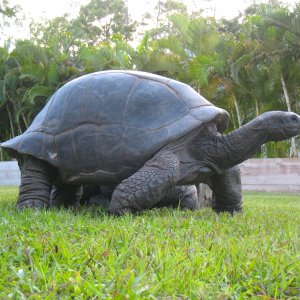 ALDABRA BREEDER