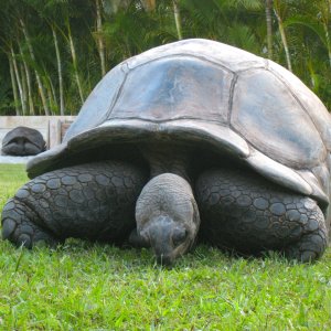 ALDABRA BREEDER
