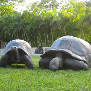 ALDABRA BREEDER