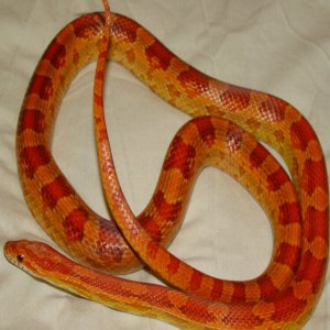 Female Hypo het amel