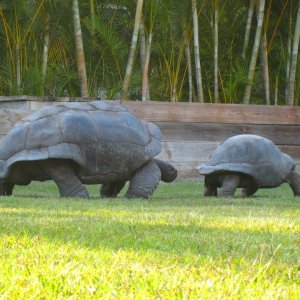 ALDABRA BREEDER