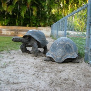 ALDABRA BREEDER