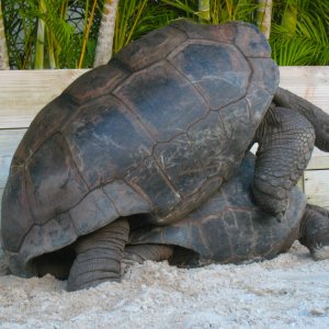 ALDABRA BREEDER