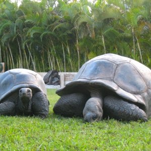 ALDABRA BREEDER