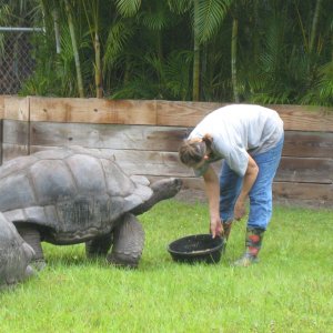 ALDABRA BREEDER