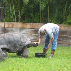 ALDABRA BREEDER