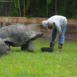 ALDABRA BREEDER