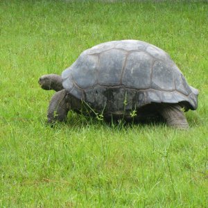 ALDABRA BREEDER
