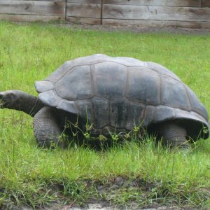 ALDABRA BREEDER