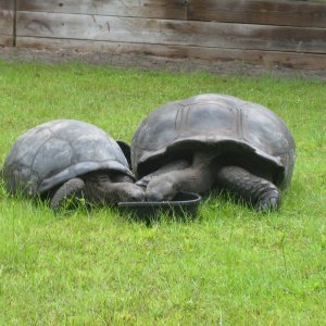 ALDABRA BREEDER