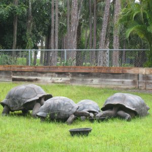 ALDABRA BREEDER