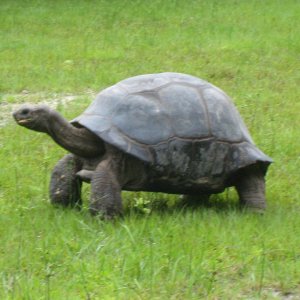 ALDABRA BREEDER