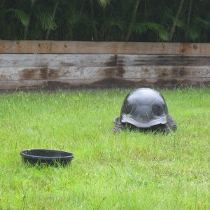 ALDABRA BREEDER