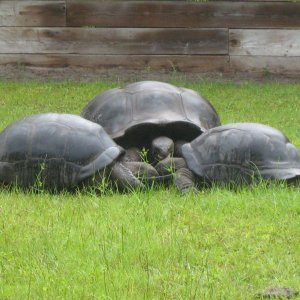 ALDABRA BREEDER