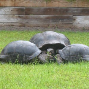 ALDABRA BREEDER