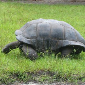 ALDABRA BREEDER
