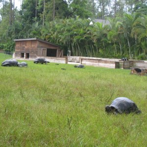 ALDABRA BREEDER