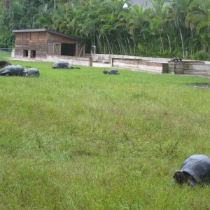 ALDABRA BREEDER
