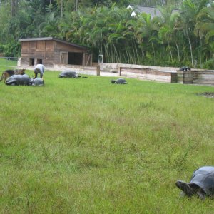 ALDABRA BREEDER