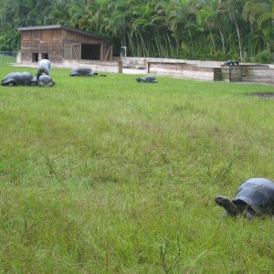 ALDABRA BREEDER