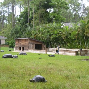 ALDABRA BREEDER