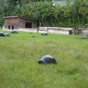 ALDABRA BREEDER