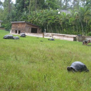 ALDABRA BREEDER