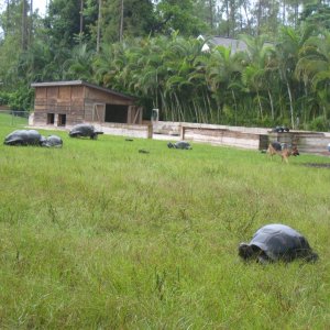 ALDABRA BREEDER