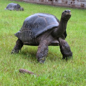 ALDABRA BREEDER