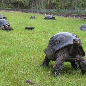 ALDABRA BREEDER