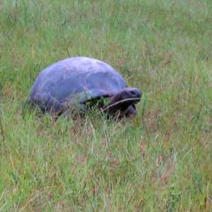 ALDABRA BREEDER