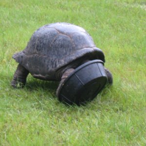 ALDABRA BREEDER
