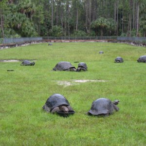 ALDABRA BREEDER