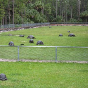 ALDABRA BREEDER