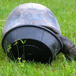 ALDABRA BREEDER