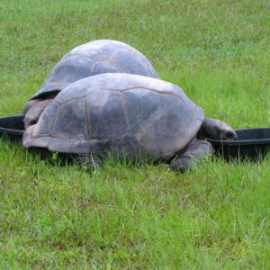 ALDABRA BREEDER