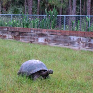 ALDABRA BREEDER