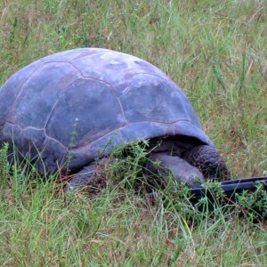 ALDABRA BREEDER