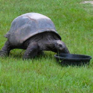 ALDABRA BREEDER