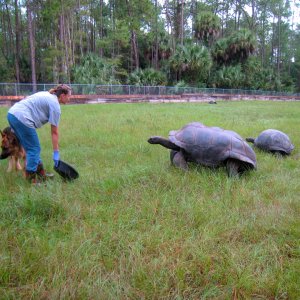 ALDABRA BREEDER