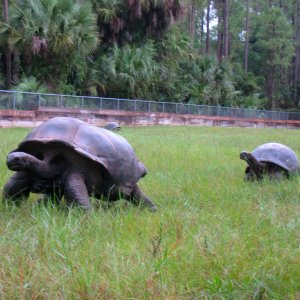 ALDABRA BREEDER