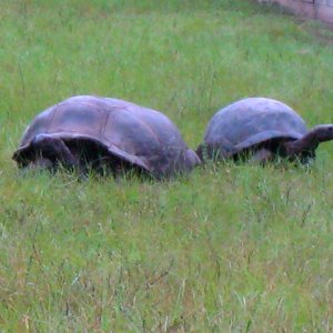 ALDABRA BREEDER