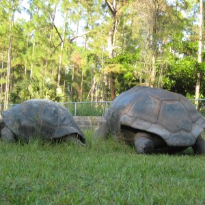ALDABRA BREEDER