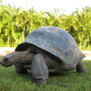 ALDABRA BREEDER