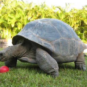ALDABRA BREEDER