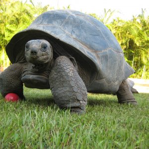 ALDABRA BREEDER