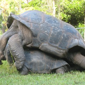 ALDABRA BREEDER