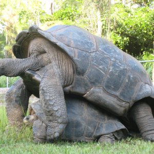 ALDABRA BREEDER
