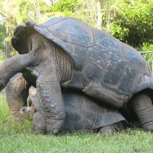 ALDABRA BREEDER