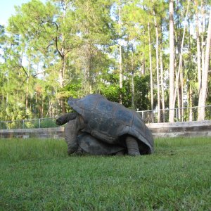 ALDABRA BREEDER